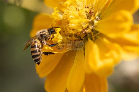 家里有蜜蜂代表 最好種的植物
